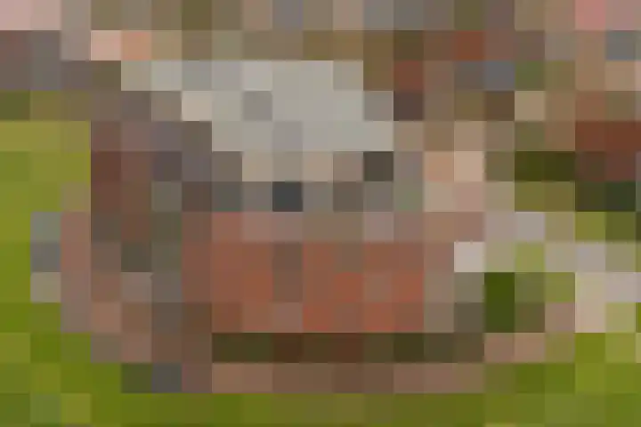 Keizersmantel 355 Sneek thumbnail 5