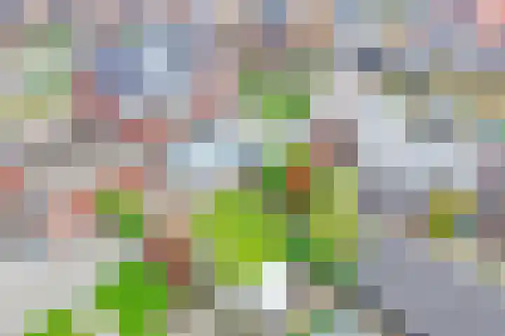 Keizersmantel 4 Nijkerk thumbnail 39