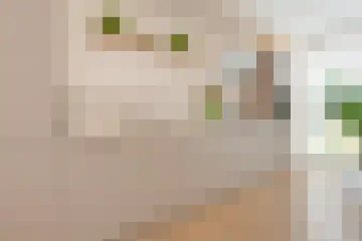 Keizersmantel 4 Nijkerk thumbnail 4