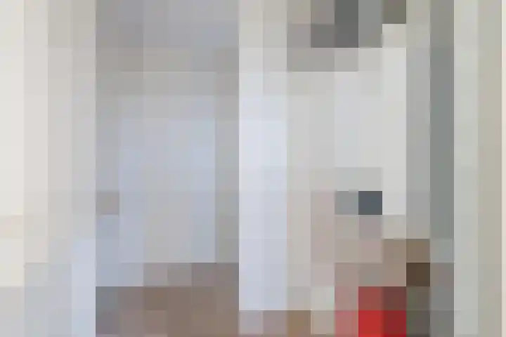 Keizersmantel 60 Hoogeveen thumbnail 34