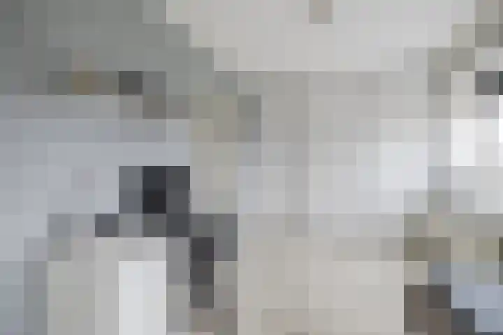 Keizersmantel 64 Hoogeveen thumbnail 37