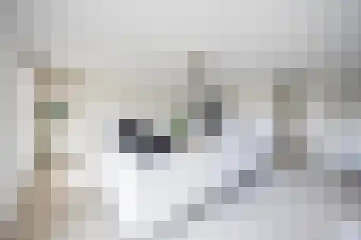 Keizerstraat 8 Den Helder thumbnail 8