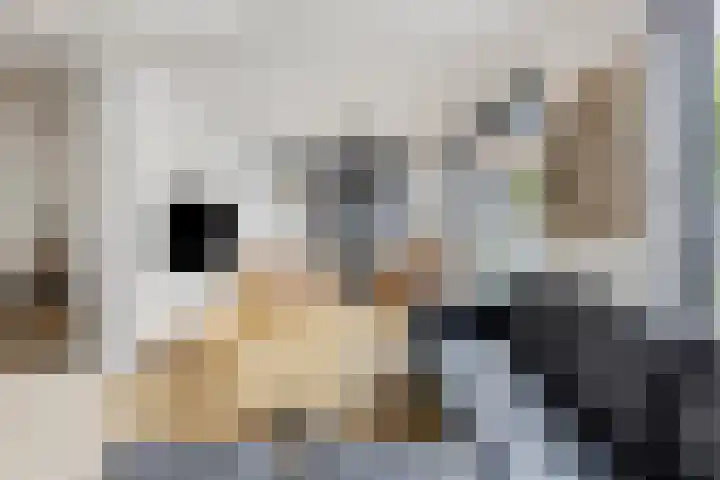 Kempenland 6 Riel thumbnail 9