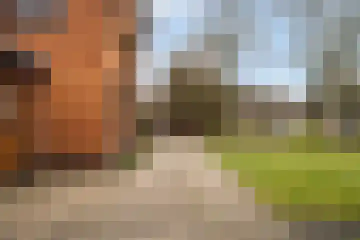 Kemperveldweg 30 Weert thumbnail 41
