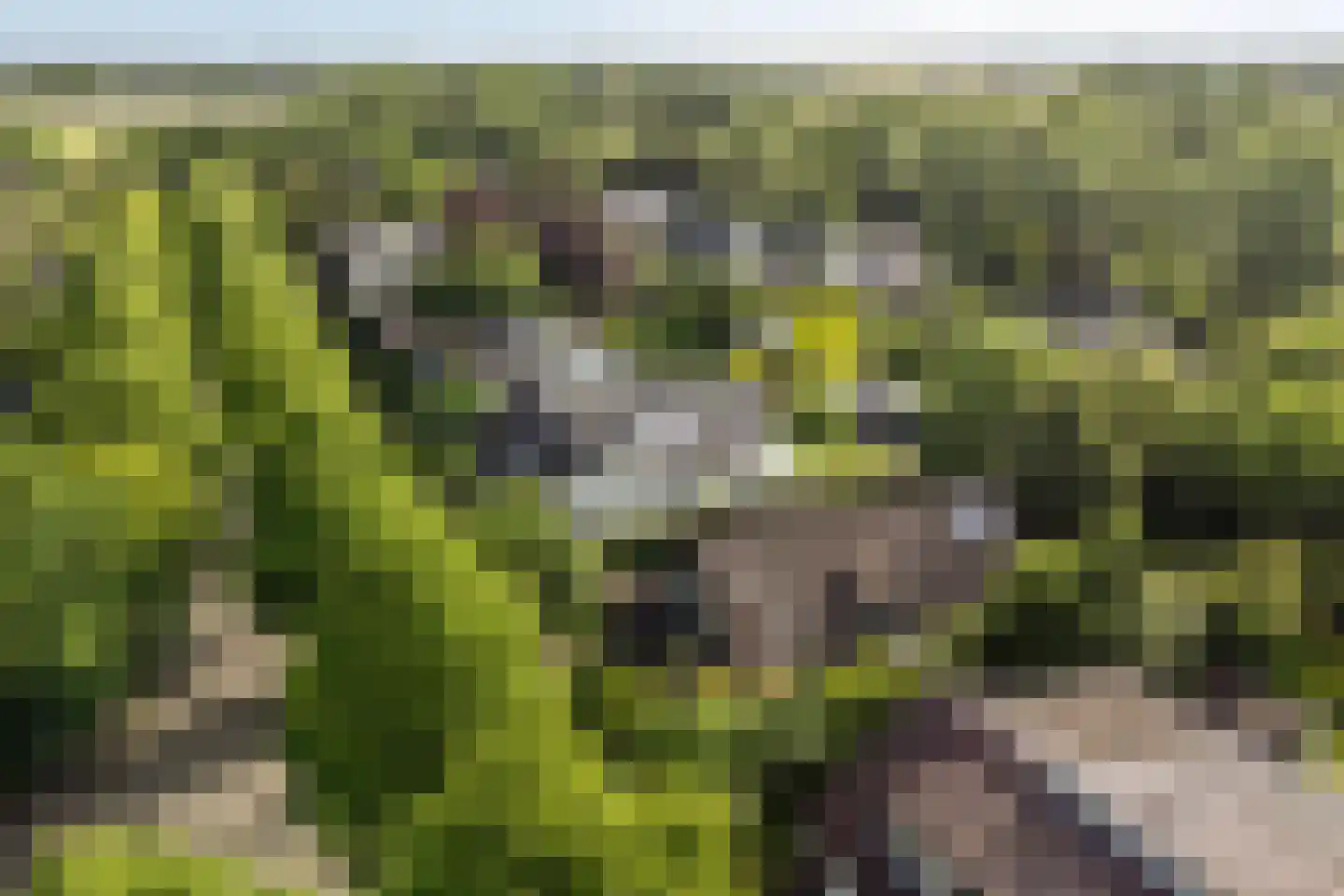 Kemphaan 13 Castricum thumbnail 76
