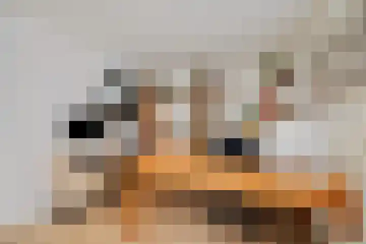 Kemphaan 31 Raalte thumbnail 17