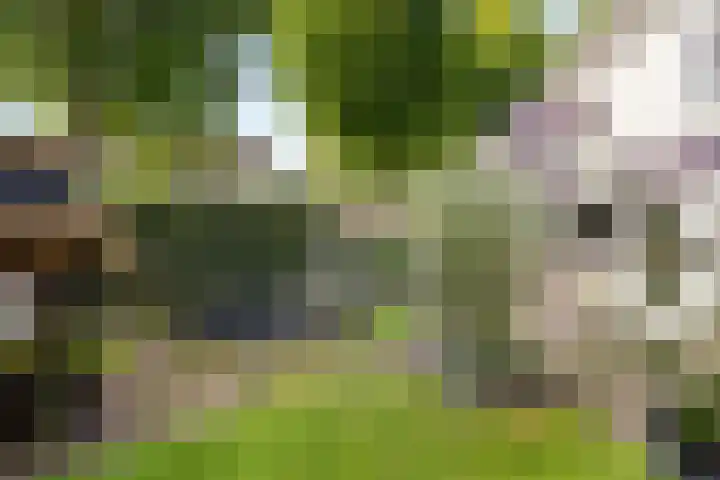 Kemphaan 31 Raalte thumbnail 35