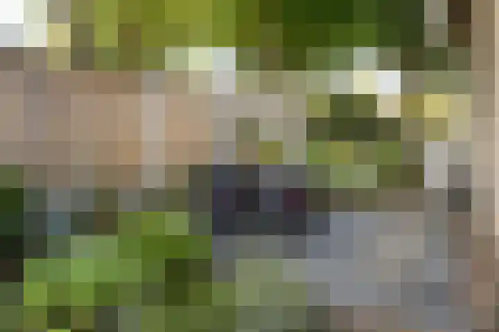Kemphaan 31 Raalte thumbnail 36
