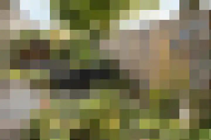 Kemphaan 31 Raalte thumbnail 37