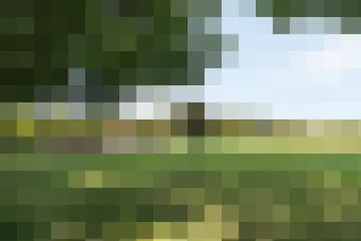 Kemphaan 31 Raalte thumbnail 38