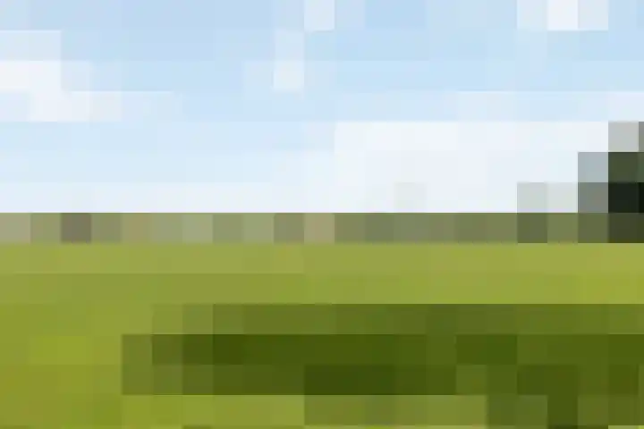 Kemphaan 31 Raalte thumbnail 41