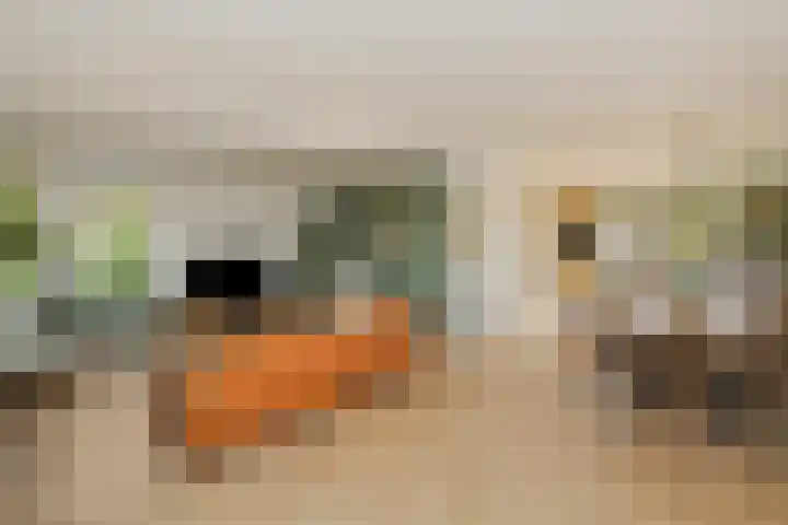 Kemphaan 31 Raalte thumbnail 8