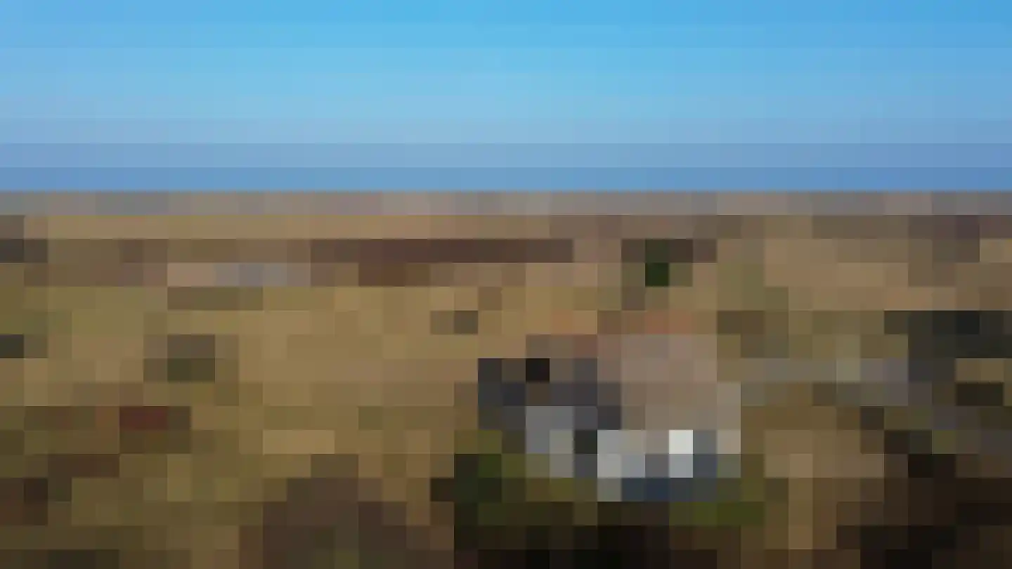 Kemphaansduin 203 Ballum thumbnail 4