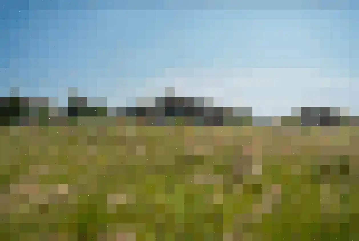 Kemphaansduin 206 Ballum thumbnail 11