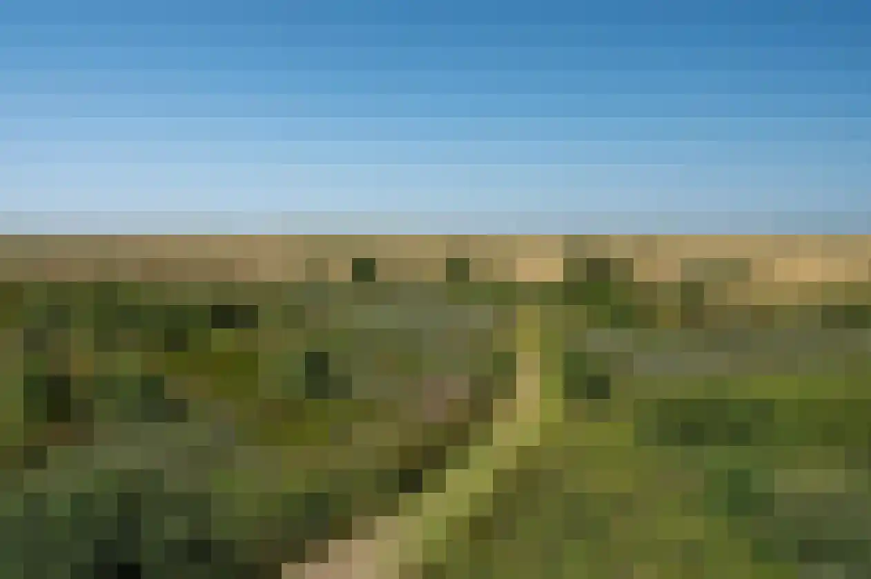 Kemphaansduin 206 Ballum thumbnail 12