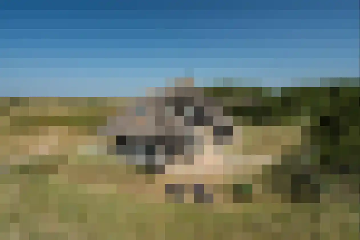Kemphaansduin 206 Ballum thumbnail 13
