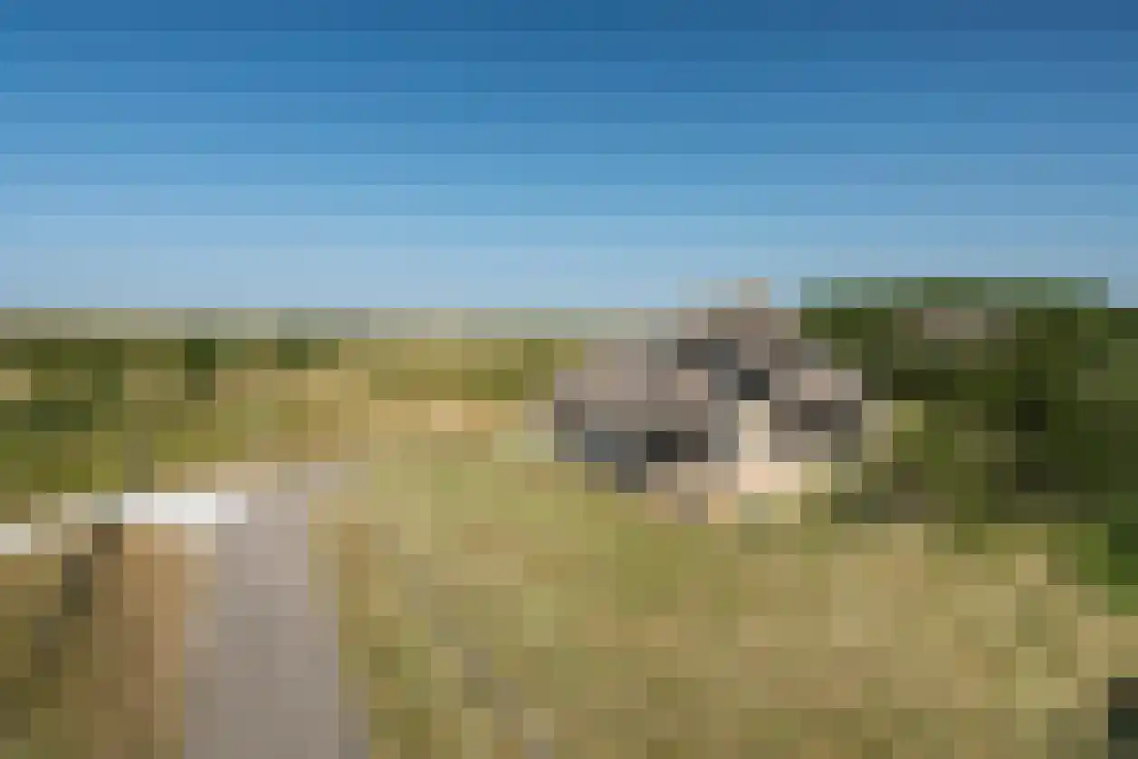 Kemphaansduin 206 Ballum thumbnail 6