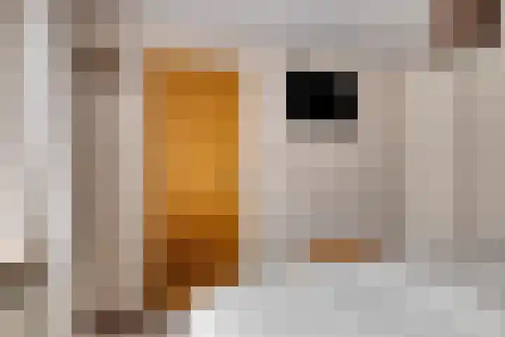 Kenbelstraatje 2 St. Willebrord thumbnail 15