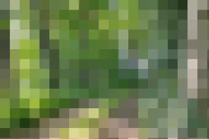 Kennebroeksweg 9 Glane thumbnail 62