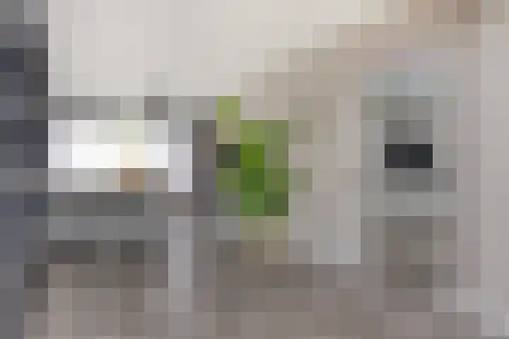 Kennedylaan 22 Meijel thumbnail 17