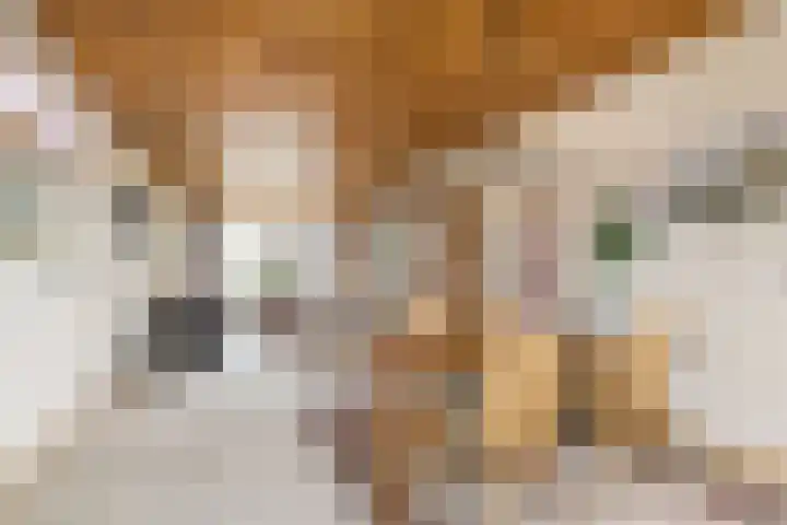Kennedylaan 5 Meijel thumbnail 4