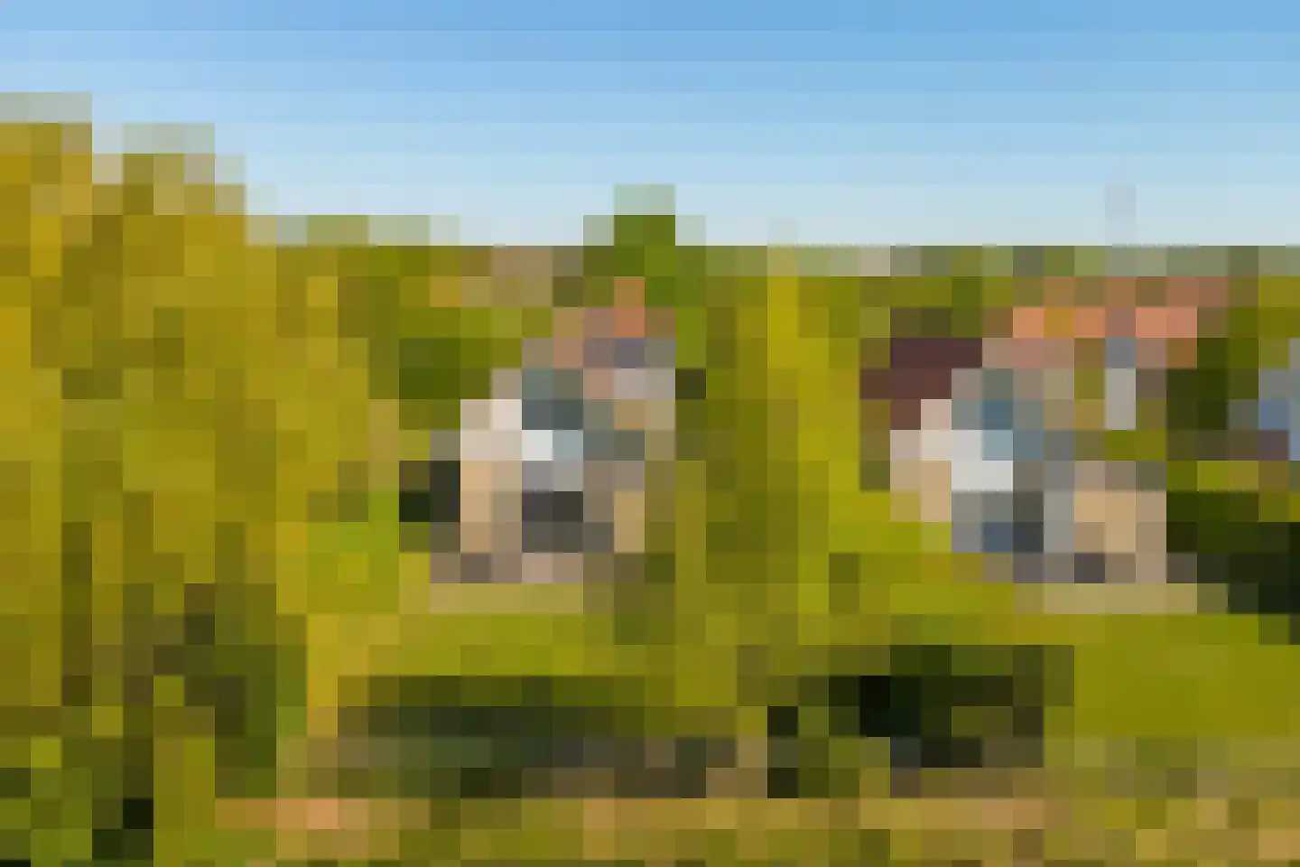 Kering 12 Kamperland thumbnail 34