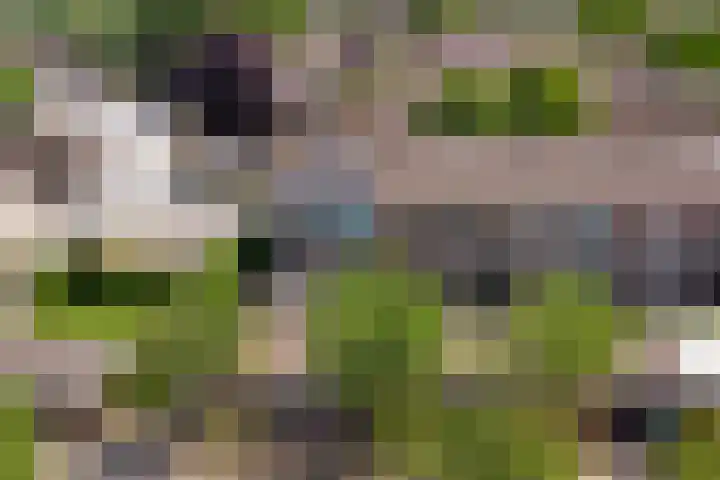 Kerkakkers 3 Alphen thumbnail 43