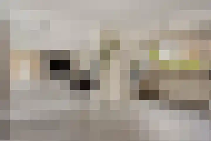 Kerkakkers 7 Zeeland thumbnail 14