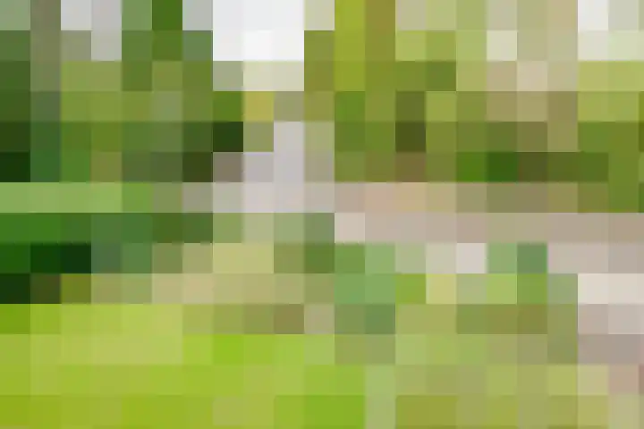 Kerkedennen 73 Borne thumbnail 31