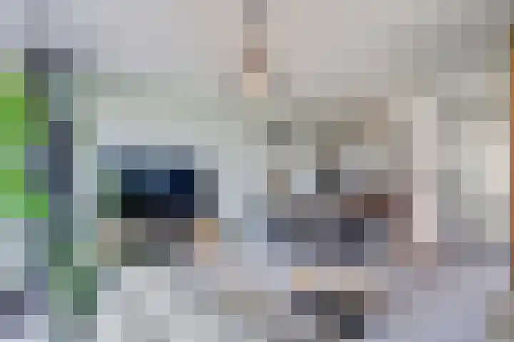 Kerkekkers 4 Hulsel thumbnail 11