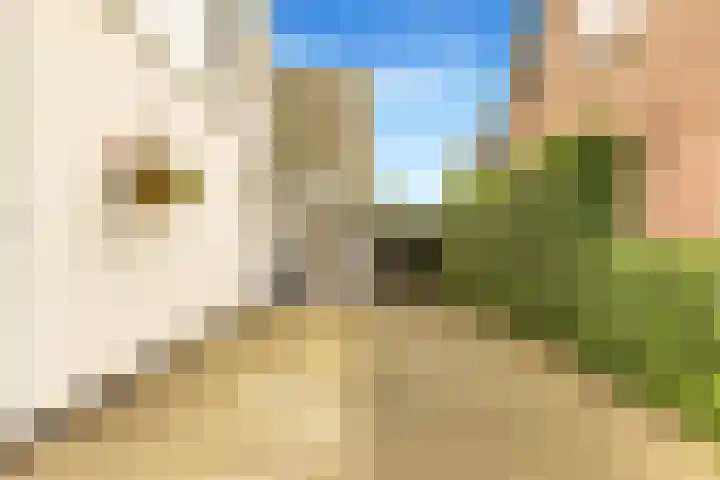 Kerkelaan 70 Heiloo thumbnail 34