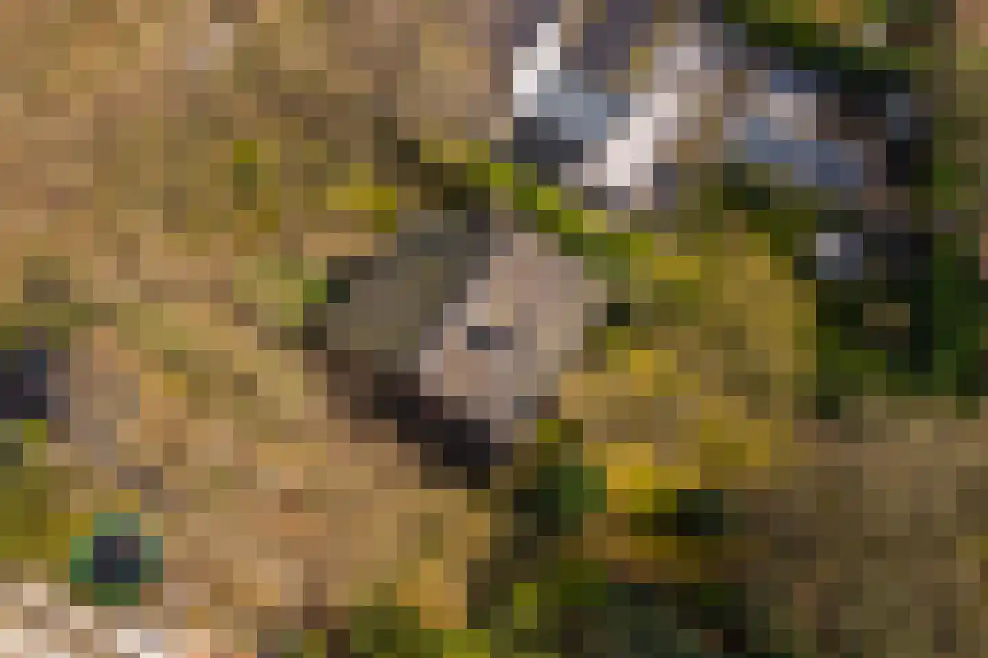 Kerkelaan 9 Bergen (NH) thumbnail 64