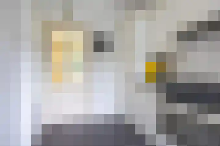 Kerkemeer 40 Akersloot thumbnail 15