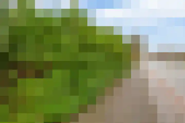 Kerkestoep 9 Krimpen aan de Lek thumbnail 7