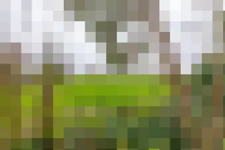 Kerkhoflaan 4 Noordwolde thumbnail 49