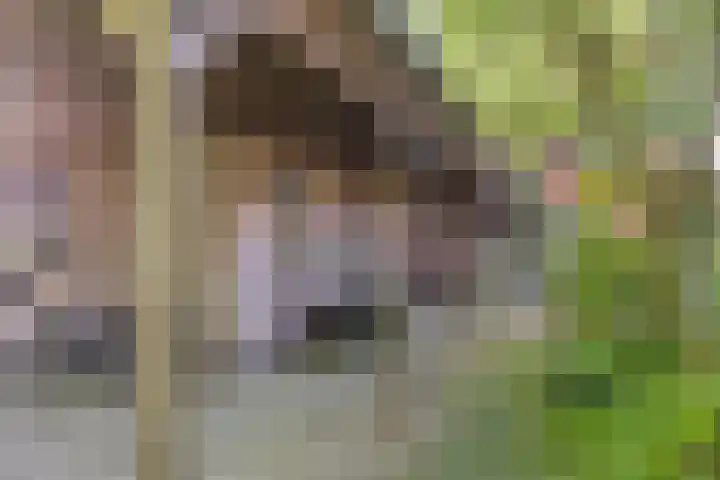 Kerkhoflaan 5 Sintjohannesga thumbnail 30