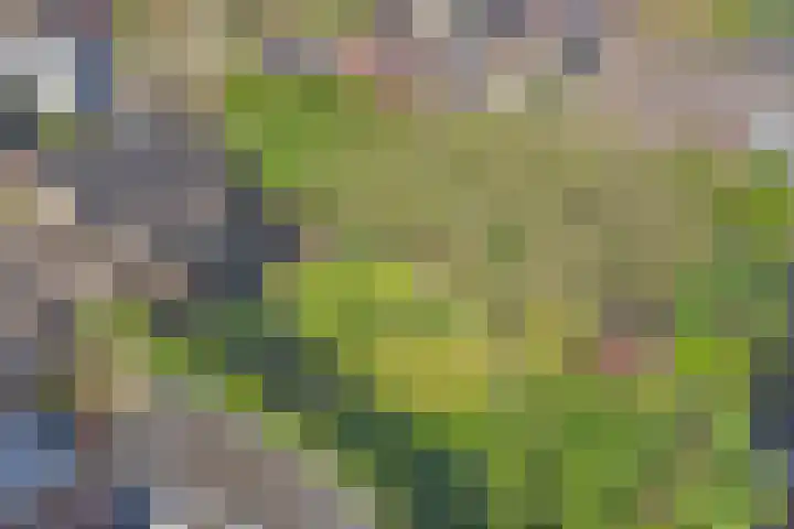 Kerkpad 10 Esbeek thumbnail 30