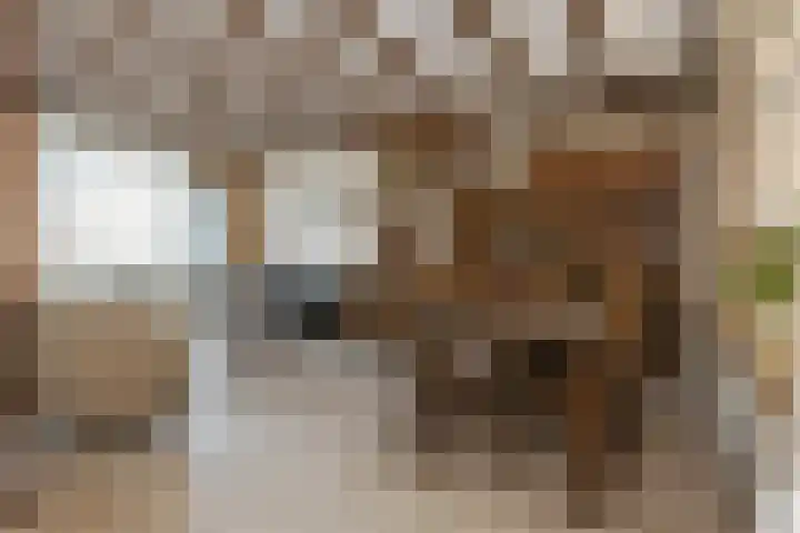 Kerkstraat 19 Baexem thumbnail 4