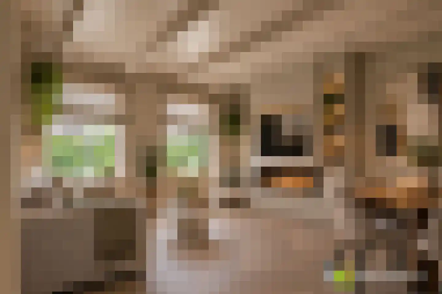 Kerkstraat 21 Kats thumbnail 7