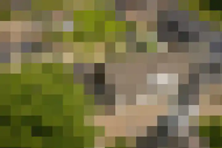 Kerkstraat 24 Altforst thumbnail 41