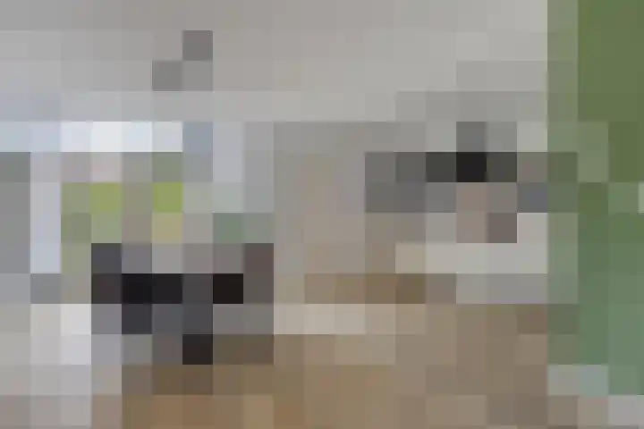Kerkstraat 3 Grijpskerke thumbnail 6