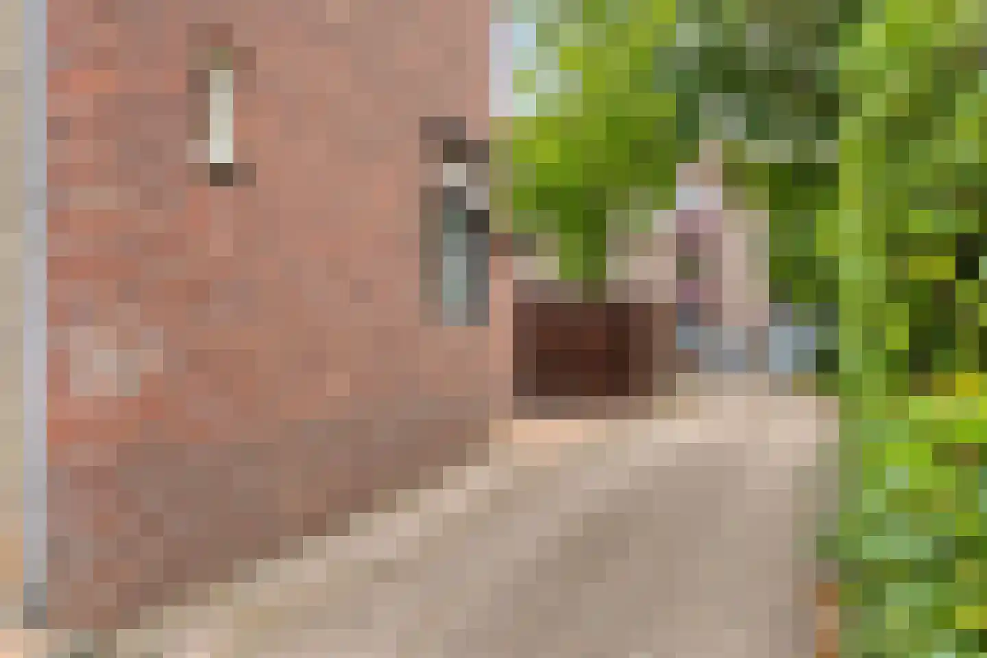 Kerkstraat 4 Grubbenvorst thumbnail 7