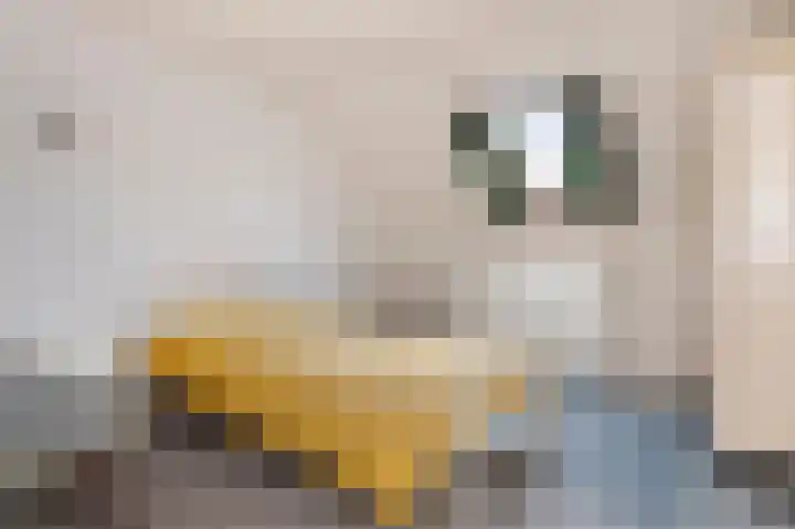 Kerkstraat 8 Born thumbnail 17