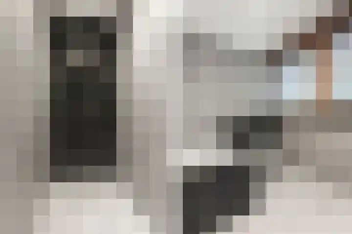 Kerkuil 2 Bergen L thumbnail 24