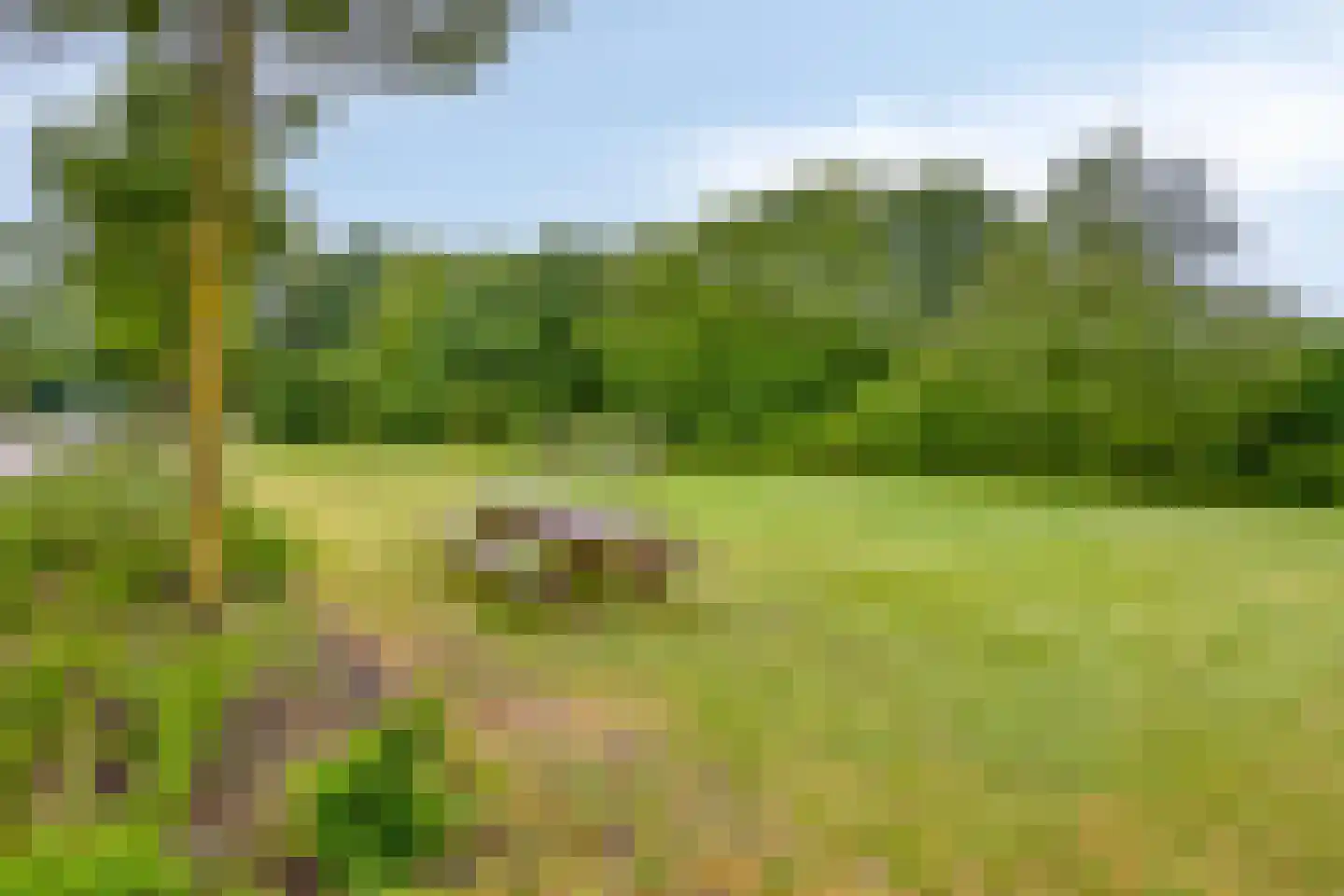 Kerkuil 20 Mierlo thumbnail 38