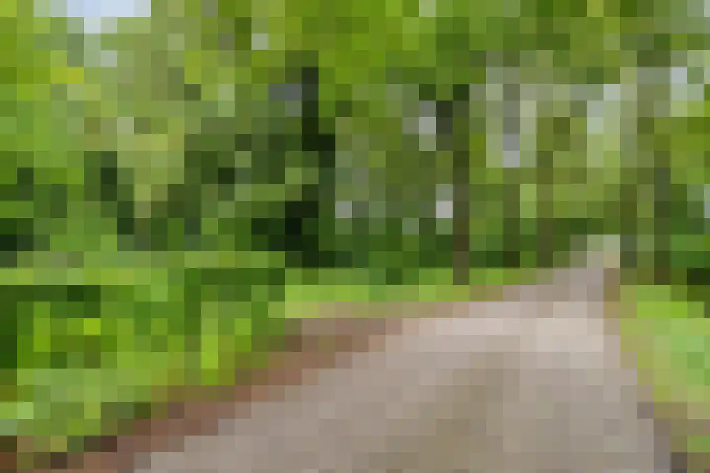 Kerkuil 20 Mierlo thumbnail 39
