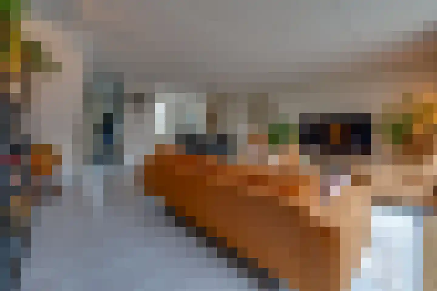 Kerkuil 3 Emmen thumbnail 10