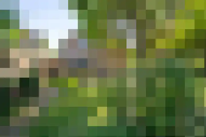 Kerkveld 54 Nistelrode thumbnail 35