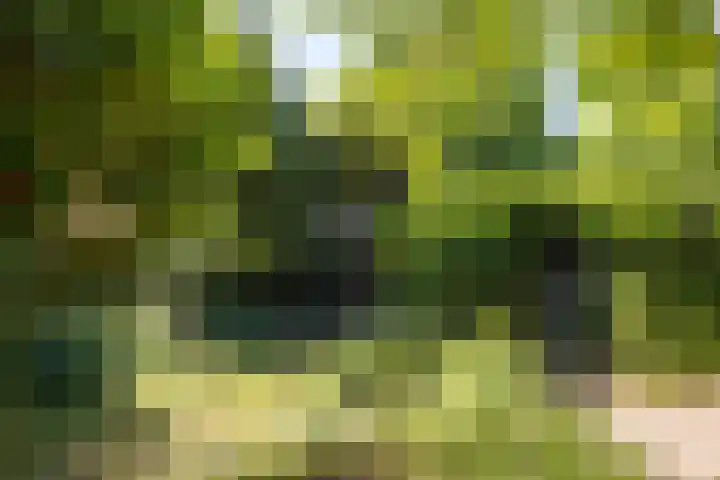 Kerkveld 54 Nistelrode thumbnail 37