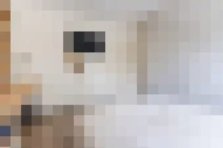 Kerkveld 65 Nistelrode thumbnail 36